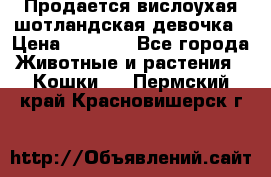 Продается вислоухая шотландская девочка › Цена ­ 8 500 - Все города Животные и растения » Кошки   . Пермский край,Красновишерск г.